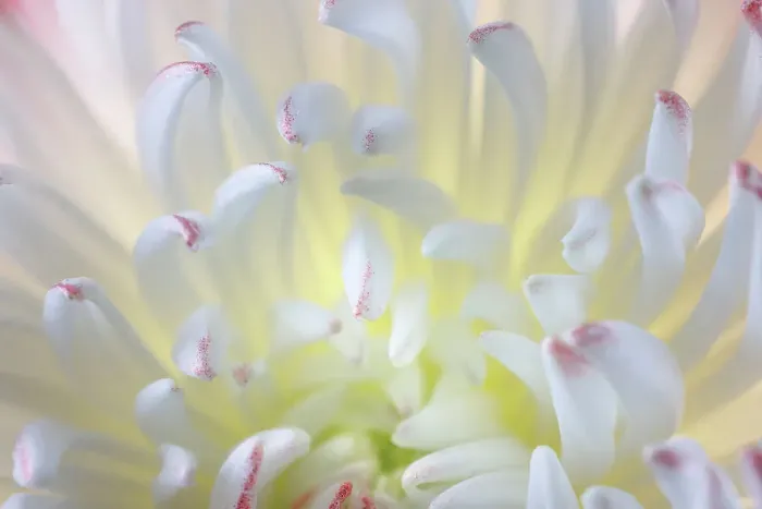 Framed Print : USA, Washington State, Seabeck. Chrysanthemum blossom close-up