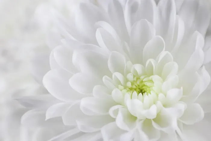 Framed Print : USA, Washington State, Seabeck. Chrysanthemum blossom close-up Framed Print : USA, Washington State, Seabeck. Chrysanthemum blossom close-up