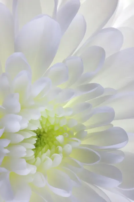 Framed Print : USA, Washington State, Seabeck. Chrysanthemum blossom close-up Framed Print : USA, Washington State, Seabeck. Chrysanthemum blossom close-up