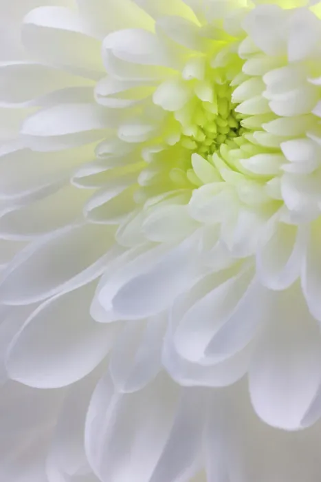 Framed Print : USA, Washington State, Seabeck. Chrysanthemum blossom close-up Framed Print : USA, Washington State, Seabeck. Chrysanthemum blossom close-up