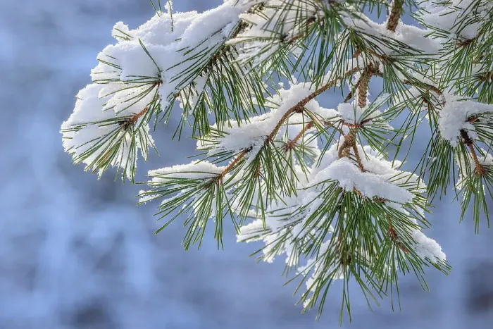 Framed Print : USA, Washington State, Seabeck. Snowy shore pine tree branches Framed Print : USA, Washington State, Seabeck. Snowy shore pine tree branches