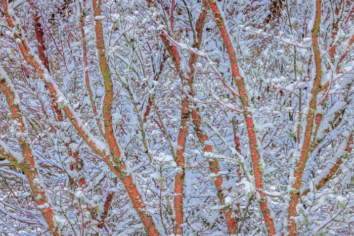 Framed Print : USA, Washington State, Seabeck. Snow-covered coral bark Japanese maple tree Framed Print : USA, Washington State, Seabeck. Snow-covered coral bark Japanese maple tree