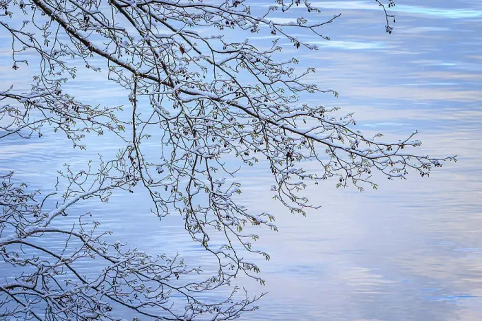 Framed Print : USA, Washington State, Seabeck. Snow-covered alder tree branches on shore of Hood Canal Framed Print : USA, Washington State, Seabeck. Snow-covered alder tree branches on shore of Hood Canal