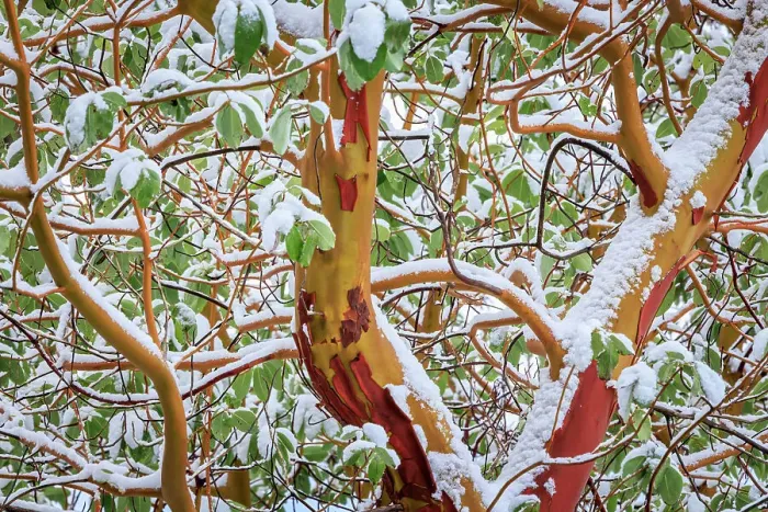 Framed Print : USA, Washington State, Seabeck. Detail of snow-covered madrona tree branches Framed Print : USA, Washington State, Seabeck. Detail of snow-covered madrona tree branches