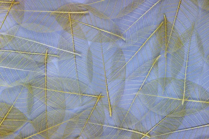 Framed Print : USA, Washington State, Seabeck. Pattern of skeletonized leaves Framed Print : USA, Washington State, Seabeck. Pattern of skeletonized leaves