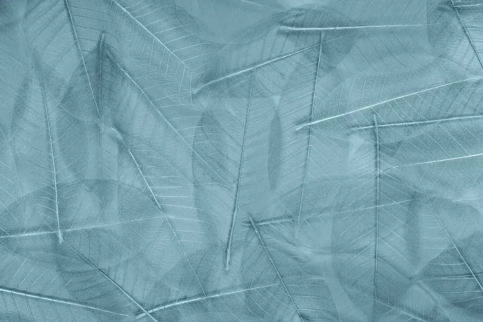 Framed Print : USA, Washington State, Seabeck. Pattern of skeletonized leaves Framed Print : USA, Washington State, Seabeck. Pattern of skeletonized leaves