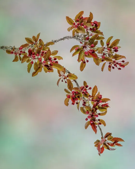 Framed Print : USA, Washington State, Seabeck. Crabapple branches in spring Framed Print : USA, Washington State, Seabeck. Crabapple branches in spring