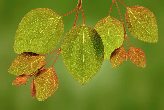 Framed Print : USA, Washington State, Seabeck. Close-up of katsura tree leaves in spring Framed Print : USA, Washington State, Seabeck. Close-up of katsura tree leaves in spring