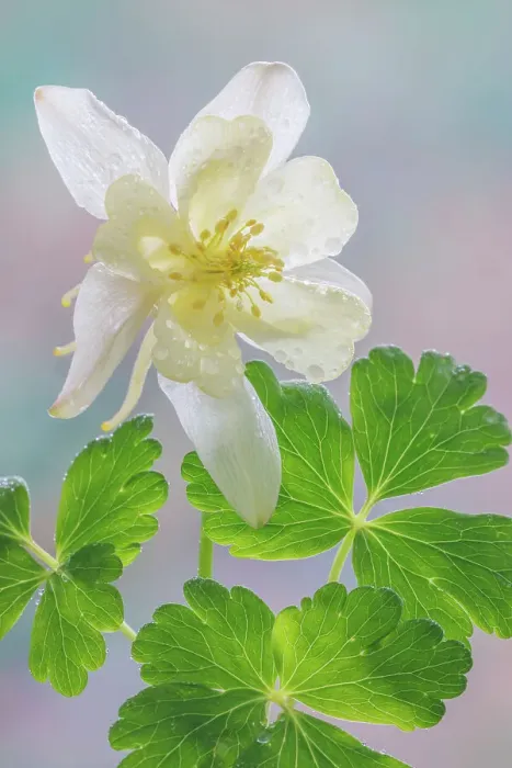 Framed Print : USA, Washington State, Seabeck. Yellow columbine blossom and leaves Framed Print : USA, Washington State, Seabeck. Yellow columbine blossom and leaves