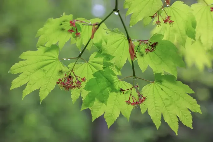 Framed Print : USA, Washington State, Seabeck. Vine maple branch and foliage in rain