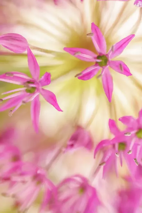 Framed Print : USA, Washington State, Seabeck. Close-up of allium blossoms Framed Print : USA, Washington State, Seabeck. Close-up of allium blossoms