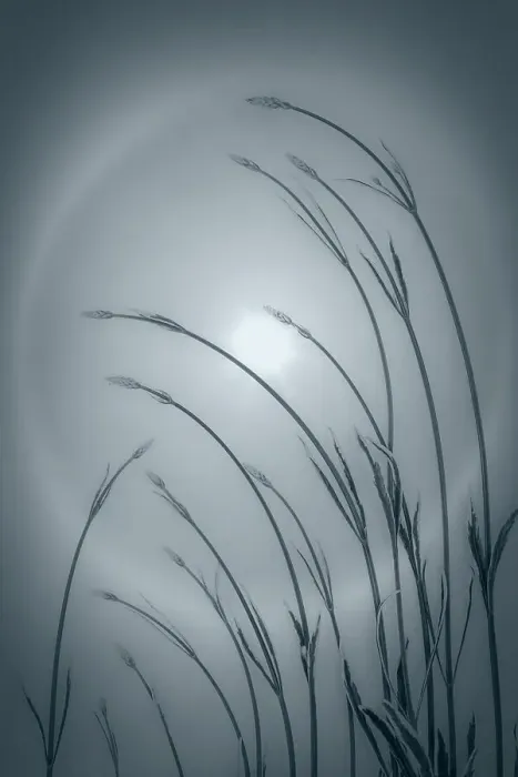 Framed Print : USA, Washington State, Seabeck. Solar halo and lavender plant Framed Print : USA, Washington State, Seabeck. Solar halo and lavender plant
