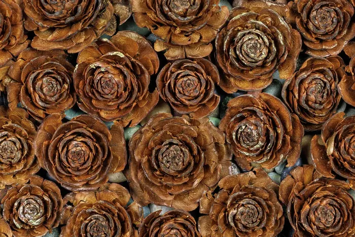 Framed Print : USA, Washington State, Seabeck. Close-up of deodar cedar cone patterns Framed Print : USA, Washington State, Seabeck. Close-up of deodar cedar cone patterns