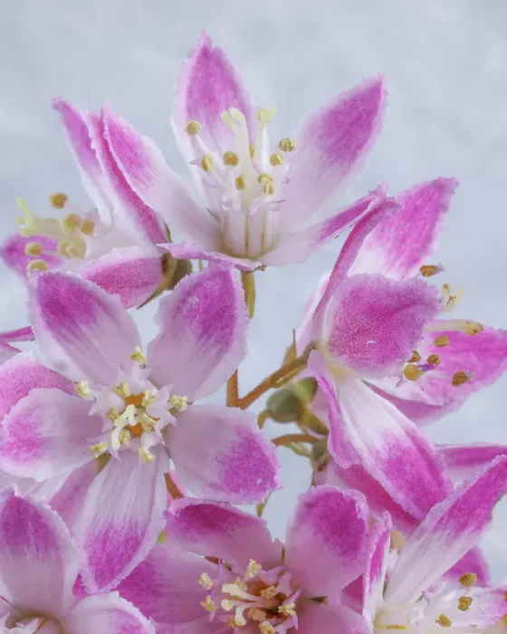 Framed Print : USA, Washington State, Seabeck. Close-up of deutzia blossoms