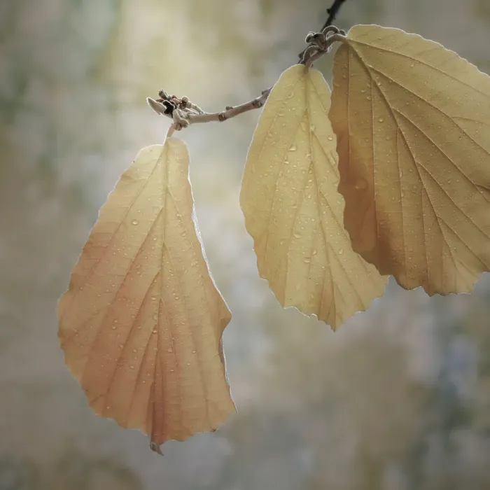Framed Print : USA, Washington State, Seabeck. Close-up of hazelnut leaves