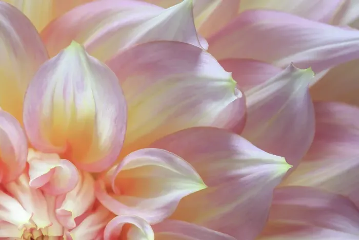 Framed Print : USA, Washington State, Seabeck. Dahlia flower detail. ©Don Paulson  /  Jaynes Gallery  /  DanitaDelimont.com