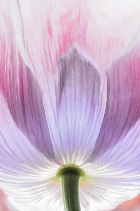 Framed Print : USA, Washington State, Seabeck. Close-up of poppy blossom. ©Don Paulson / Jaynes Gallery / DanitaDelimont.com Framed Print : USA, Washington State, Seabeck. Close-up of poppy blossom. ©Don Paulson / Jaynes Gallery / DanitaDelimont.com
