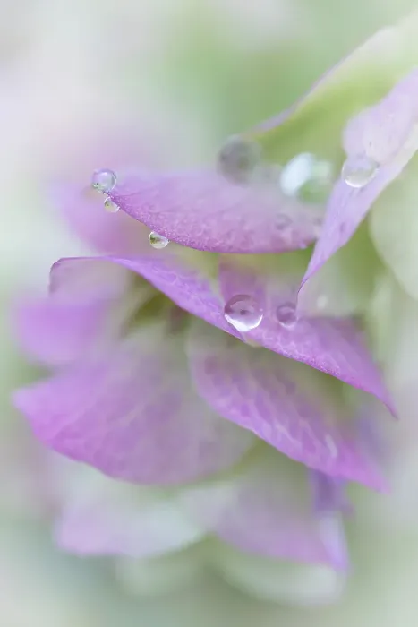 Framed Print : USA, Washington State, Seabeck. Raindrops on ornamental oregano petals. ©Don Paulson / Jaynes Gallery / DanitaDelimont.com Framed Print : USA, Washington State, Seabeck. Raindrops on ornamental oregano petals. ©Don Paulson / Jaynes Gallery / DanitaDelimont.com