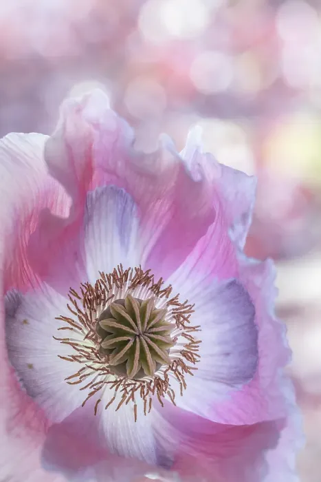 Framed Print : USA, Washington State, Seabeck. Close-up of poppy blossom. ©Don Paulson  /  Jaynes Gallery  /  DanitaDelimont.com