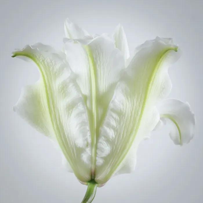 Framed Print : USA, Washington State, Seabeck. Roselily flower close-up. ©Don Paulson / Jaynes Gallery / DanitaDelimont.com Framed Print : USA, Washington State, Seabeck. Roselily flower close-up. ©Don Paulson / Jaynes Gallery / DanitaDelimont.com