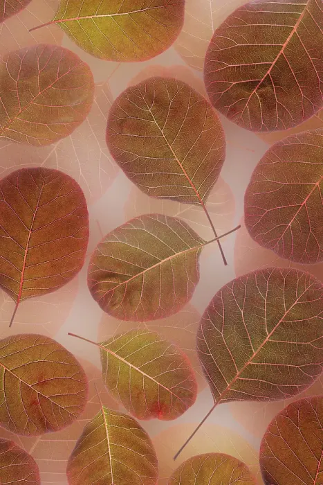 Framed Print : USA, Washington State, Seabeck. Close-up of smoke tree leaves. ©Don Paulson / Jaynes Gallery / DanitaDelimont.com Framed Print : USA, Washington State, Seabeck. Close-up of smoke tree leaves. ©Don Paulson / Jaynes Gallery / DanitaDelimont.com