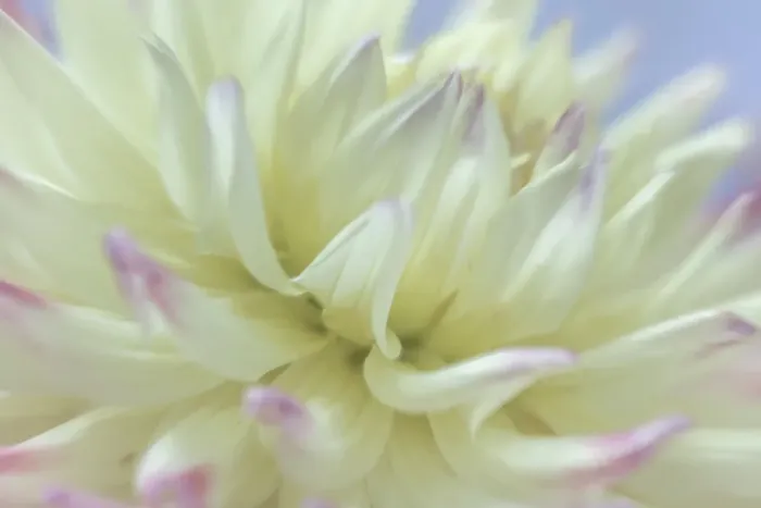 Framed Print : USA, Washington State, Seabeck. Close-up of white dahlia flower. ©Don Paulson / Jaynes Gallery / DanitaDelimont.com Framed Print : USA, Washington State, Seabeck. Close-up of white dahlia flower. ©Don Paulson / Jaynes Gallery / DanitaDelimont.com