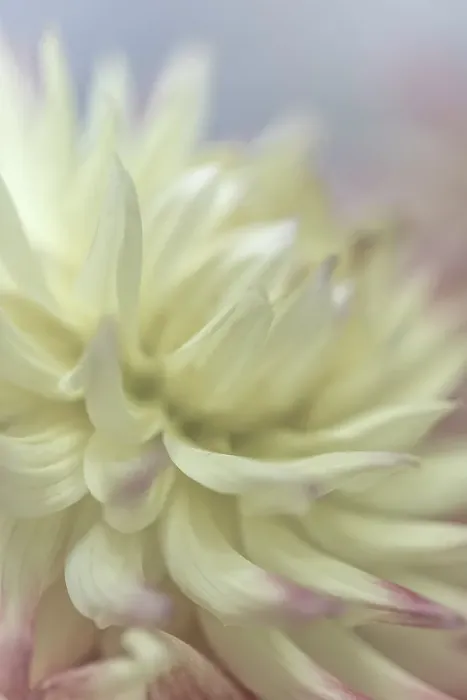 Framed Print : USA, Washington State, Seabeck. Close-up of white dahlia flower. ©Don Paulson / Jaynes Gallery / DanitaDelimont.com Framed Print : USA, Washington State, Seabeck. Close-up of white dahlia flower. ©Don Paulson / Jaynes Gallery / DanitaDelimont.com