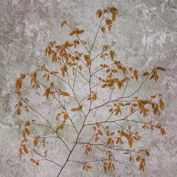 Framed Print : USA, Washington State, Seabeck. Red huckleberry branch. ©Don Paulson / Jaynes Gallery / DanitaDelimont.com Framed Print : USA, Washington State, Seabeck. Red huckleberry branch. ©Don Paulson / Jaynes Gallery / DanitaDelimont.com