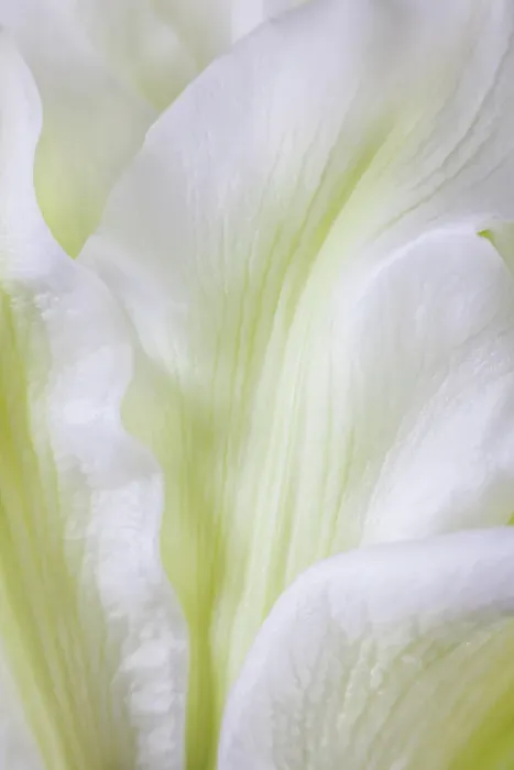 Framed Print : USA, Washington State, Seabeck. Roselily flower close-up. ©Don Paulson / Jaynes Gallery / DanitaDelimont.com Framed Print : USA, Washington State, Seabeck. Roselily flower close-up. ©Don Paulson / Jaynes Gallery / DanitaDelimont.com