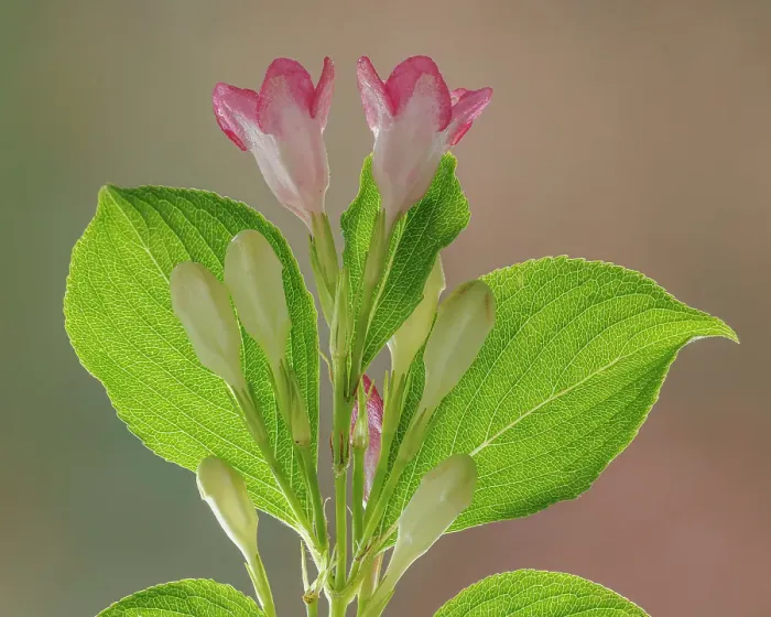Framed Print : USA, Washington State, Seabeck. Close-up of weigela blossoms. ©Don Paulson  /  Jaynes Gallery  /  DanitaDelimont.com