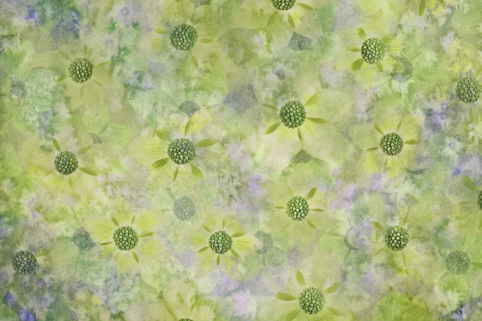 Framed Print : USA, Washington State, Seabeck. Abstract pattern of dogwood blossoms. ©Don Paulson  /  Jaynes Gallery  /  DanitaDelimont.com