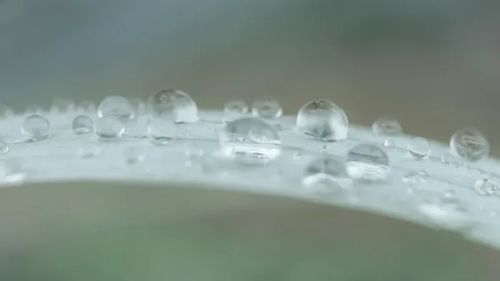 Framed Print : USA, Washington State, Seabeck. Raindrops on beach grass close-up. ©Don Paulson / Jaynes Gallery / DanitaDelimont.com Framed Print : USA, Washington State, Seabeck. Raindrops on beach grass close-up. ©Don Paulson / Jaynes Gallery / DanitaDelimont.com