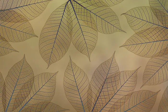 Framed Print : USA, Washington State, Seabeck. Pattern of skeletonized leaves. ©Don Paulson / Jaynes Gallery / DanitaDelimont.com Framed Print : USA, Washington State, Seabeck. Pattern of skeletonized leaves. ©Don Paulson / Jaynes Gallery / DanitaDelimont.com