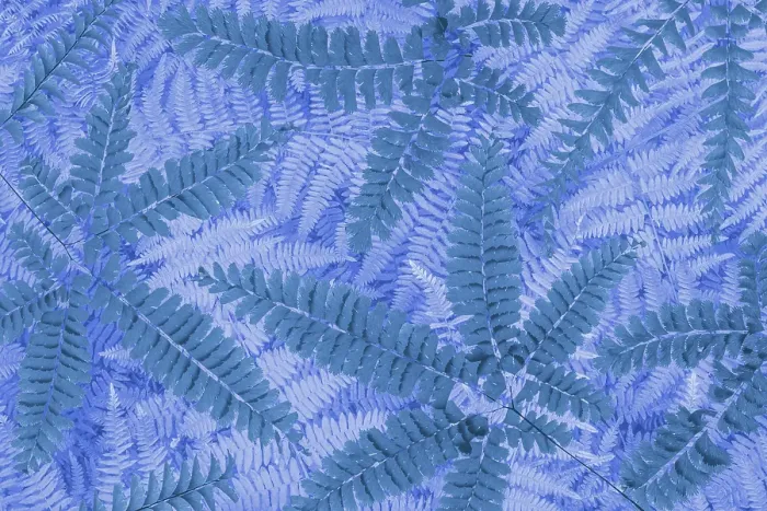 Framed Print : USA, Washington State, Seabeck. Composite of maidenhair and bracken fern pattern. ©Don Paulson / Jaynes Gallery / DanitaDelimont.com Framed Print : USA, Washington State, Seabeck. Composite of maidenhair and bracken fern pattern. ©Don Paulson / Jaynes Gallery / DanitaDelimont.com