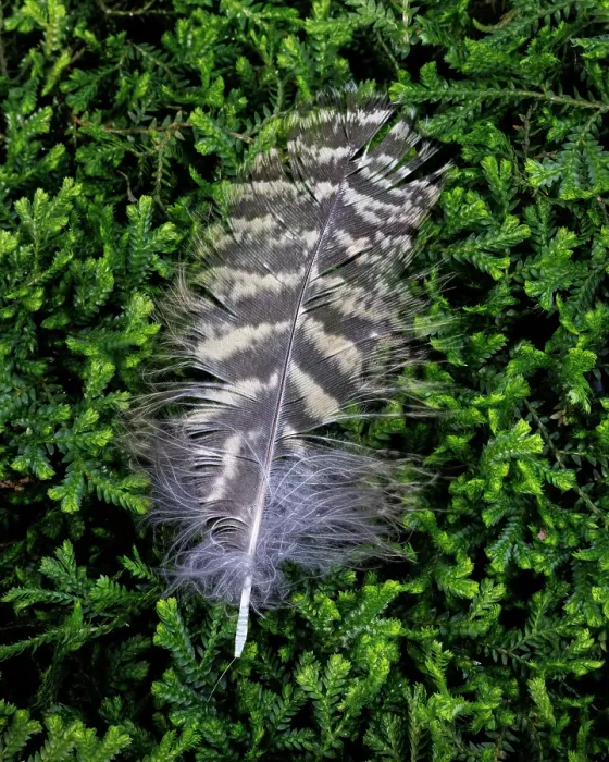 Framed Print : USA, Washington State, Seabeck. Hawk feather on moss. ©Don Paulson  /  Jaynes Gallery  /  DanitaDelimont.com