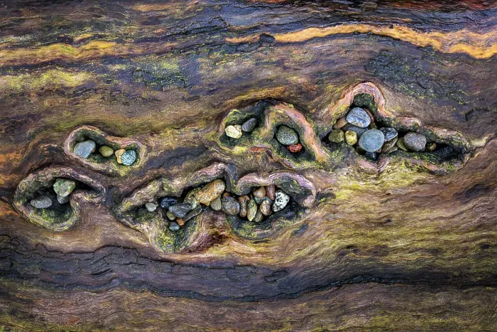Framed Print : USA, Washington State, Seabeck. Close-up of beach rocks in driftwood. ©Don Paulson  /  Jaynes Gallery  /  DanitaDelimont.com