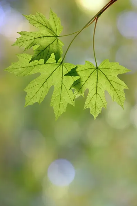 Framed Print : USA, Washington State, Seabeck. Close-up of bigleaf maple leaves in spring. ©Don Paulson  /  Jaynes Gallery  /  DanitaDelimont.com
