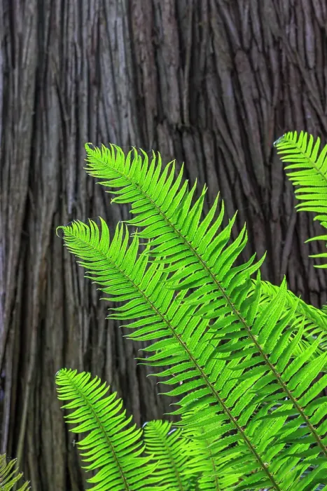 Framed Print : USA, Washington State, Seabeck. Sword ferns and cedar tree trunk. ©Don Paulson / Jaynes Gallery / DanitaDelimont.com Framed Print : USA, Washington State, Seabeck. Sword ferns and cedar tree trunk. ©Don Paulson / Jaynes Gallery / DanitaDelimont.com