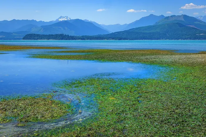 Framed Print : USA, Washington State, Seabeck. Low tide on Hood Canal exposes eel grass. ©Don Paulson / Jaynes Gallery / DanitaDelimont.com Framed Print : USA, Washington State, Seabeck. Low tide on Hood Canal exposes eel grass. ©Don Paulson / Jaynes Gallery / DanitaDelimont.com