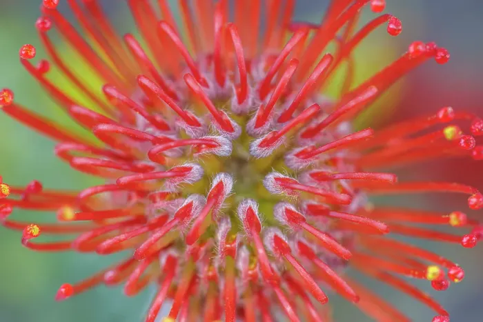 Framed Print : USA, Washington State, Seabeck. Close-up of nodding pincushion flower. ©Don Paulson / Jaynes Gallery / DanitaDelimont.com Framed Print : USA, Washington State, Seabeck. Close-up of nodding pincushion flower. ©Don Paulson / Jaynes Gallery / DanitaDelimont.com