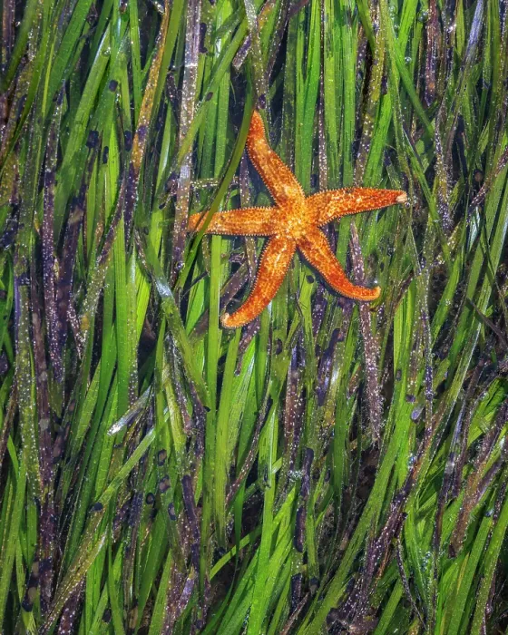 Framed Print : USA, Washington State, Seabeck. Eel grass and starfish at low tide on Hood Canal. ©Don Paulson / Jaynes Gallery / DanitaDelimont.com Framed Print : USA, Washington State, Seabeck. Eel grass and starfish at low tide on Hood Canal. ©Don Paulson / Jaynes Gallery / DanitaDelimont.com