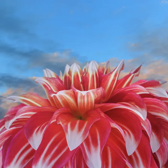 Framed Print : USA, Washington State, Seabeck. Red dahlia flower and blue sky. ©Don Paulson / Jaynes Gallery / DanitaDelimont.com Framed Print : USA, Washington State, Seabeck. Red dahlia flower and blue sky. ©Don Paulson / Jaynes Gallery / DanitaDelimont.com