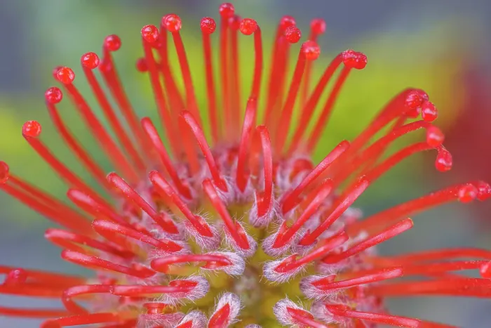Framed Print : USA, Washington State, Seabeck. Close-up of nodding pincushion flower. ©Don Paulson / Jaynes Gallery / DanitaDelimont.com Framed Print : USA, Washington State, Seabeck. Close-up of nodding pincushion flower. ©Don Paulson / Jaynes Gallery / DanitaDelimont.com