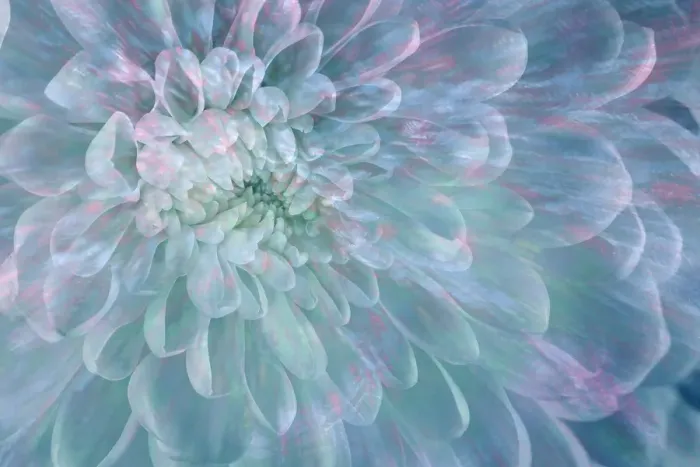 Framed Print : USA, Washington State, Seabeck. Close-up of white dahlia flower. ©Don Paulson  /  Jaynes Gallery  /  DanitaDelimont.com