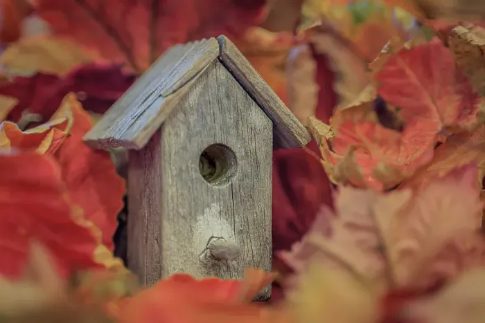 Framed Print : USA, Washington State, Seabeck. Tiny bird house among fall leaves. ©Don Paulson / Jaynes Gallery / DanitaDelimont.com Framed Print : USA, Washington State, Seabeck. Tiny bird house among fall leaves. ©Don Paulson / Jaynes Gallery / DanitaDelimont.com