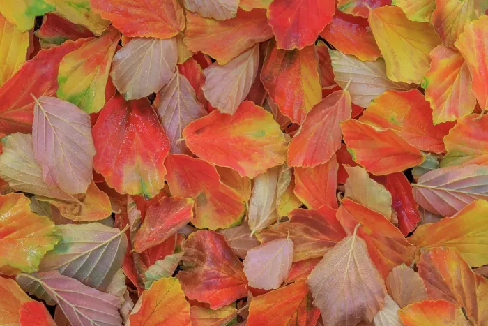 Framed Print : USA, Washington State, Seabeck. Fallen witch hazel leaves in autumn. ©Don Paulson  /  Jaynes Gallery  /  DanitaDelimont.com