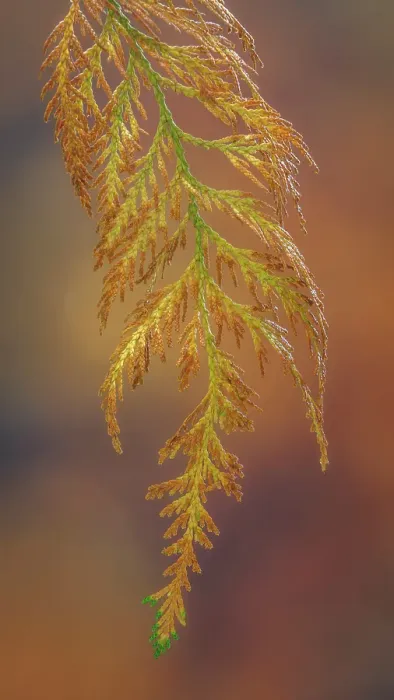 Framed Print : USA, Washington State, Seabeck. Cedar bough in early autumn. ©Don Paulson / Jaynes Gallery / DanitaDelimont.com Framed Print : USA, Washington State, Seabeck. Cedar bough in early autumn. ©Don Paulson / Jaynes Gallery / DanitaDelimont.com
