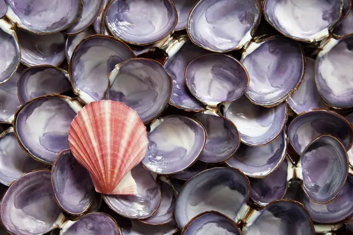 Framed Print : USA, Washington State, Seabeck. Close-up of scallop and clam shells. ©Don Paulson / Jaynes Gallery / DanitaDelimont.com Framed Print : USA, Washington State, Seabeck. Close-up of scallop and clam shells. ©Don Paulson / Jaynes Gallery / DanitaDelimont.com