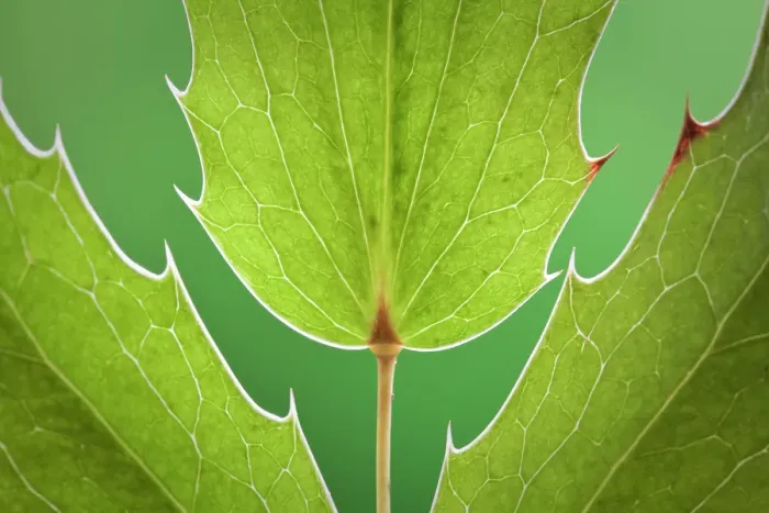 Framed Print : USA, Washington State, Seabeck. Close-up of Oregon grape leaves. ©Don Paulson  /  Jaynes Gallery  /  DanitaDelimont.com