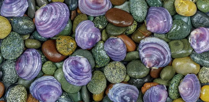 Framed Print : USA, Washington State, Seabeck. Panoramic of beach rocks and mahogany clam shells. ©Don Paulson / Jaynes Gallery / DanitaDelimont.com Framed Print : USA, Washington State, Seabeck. Panoramic of beach rocks and mahogany clam shells. ©Don Paulson / Jaynes Gallery / DanitaDelimont.com